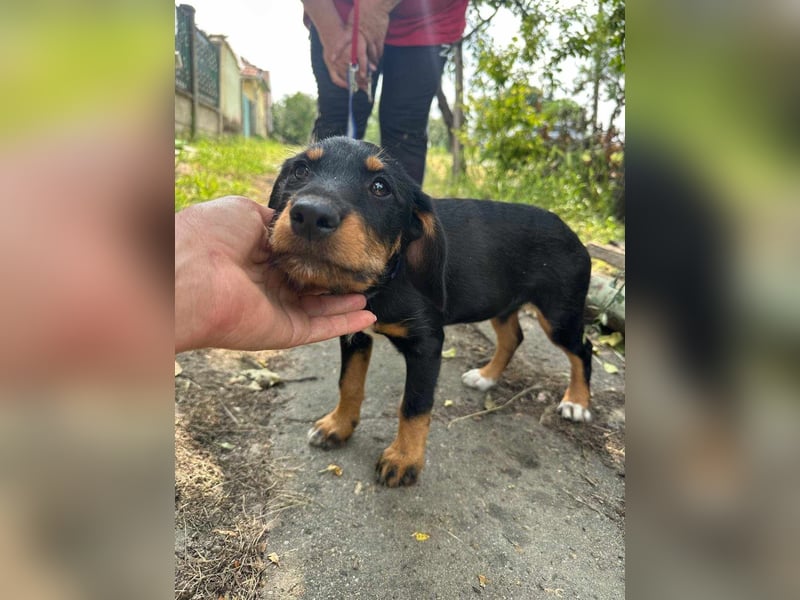 Alexa, geboren 16.03.2025, 21cm sucht ihr Zuhause