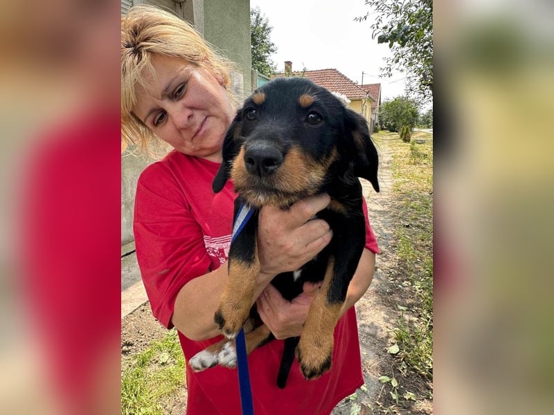 Alexa, geboren 16.03.2025, 21cm sucht ihr Zuhause