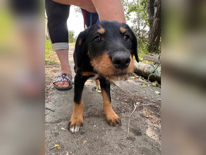 Alexa, geboren 16.03.2025, 21cm sucht ihr Zuhause