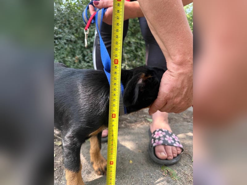 Alexa, geboren 16.03.2025, 21cm sucht ihr Zuhause