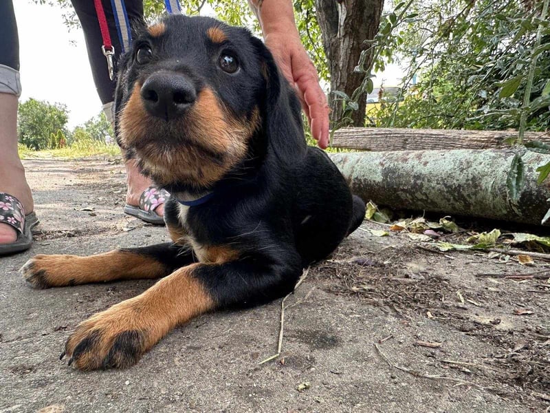 Alexa, geboren 16.03.2025, 21cm sucht ihr Zuhause