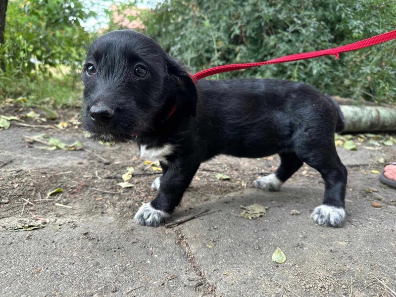 Aliz, geboren 16.03.2025, 22cm sucht ihre Menschen