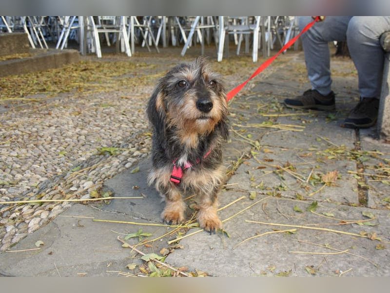 Herzallerliebste KUKA-anhänglicher, gehorsamer, ruiger, gelassener Schatz sucht liebevolles Zuhause