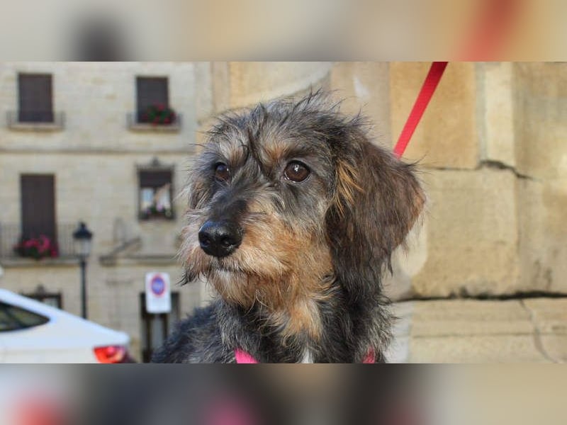 Herzallerliebste KUKA-anhänglicher, gehorsamer, ruiger, gelassener Schatz sucht liebevolles Zuhause