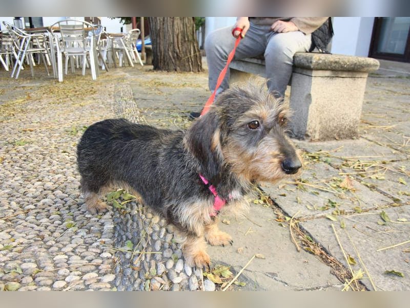 Herzallerliebste KUKA-anhänglicher, gehorsamer, ruiger, gelassener Schatz sucht liebevolles Zuhause