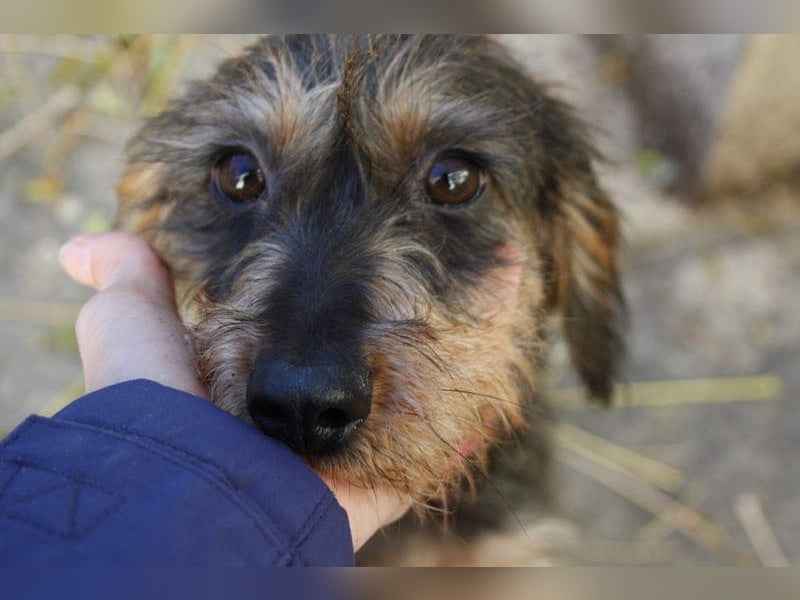 Herzallerliebste KUKA-anhänglicher, gehorsamer, ruiger, gelassener Schatz sucht liebevolles Zuhause