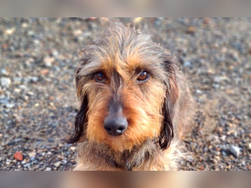 Zauberhafte BRISA-liebes Dackelmädchen sucht ihr liebevolles Zuhause