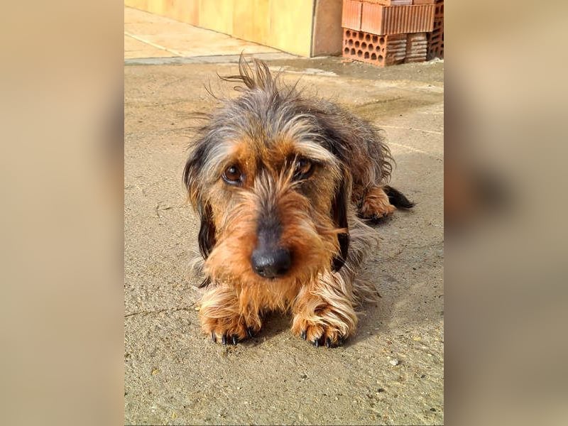 Zauberhafte BRISA-liebes Dackelmädchen sucht ihr liebevolles Zuhause