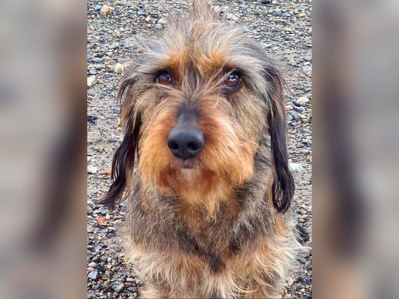 Zauberhafte BRISA-liebes Dackelmädchen sucht ihr liebevolles Zuhause