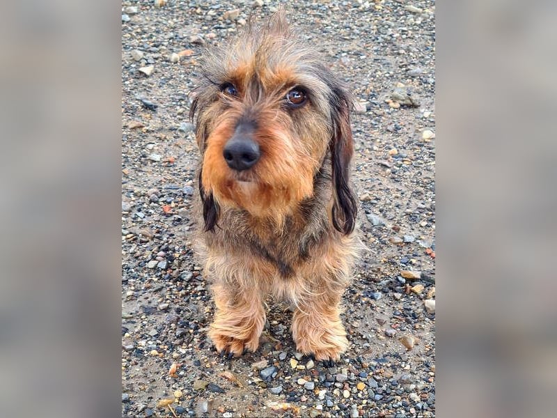 Zauberhafte BRISA-liebes Dackelmädchen sucht ihr liebevolles Zuhause