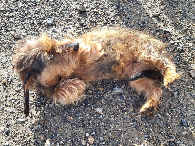 Zauberhafte BRISA-liebes Dackelmädchen sucht ihr liebevolles Zuhause