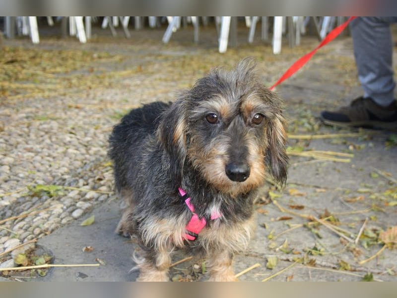 Herzallerliebste KUKA-anhänglicher, gehorsamer, ruiger, gelassener Schatz sucht liebevolles Zuhause