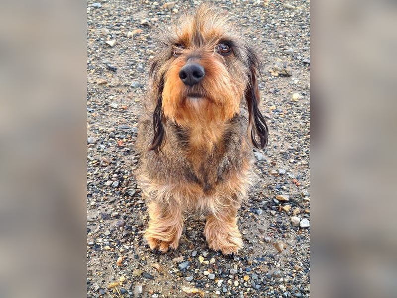 Zauberhafte BRISA-liebes Dackelmädchen sucht ihr liebevolles Zuhause