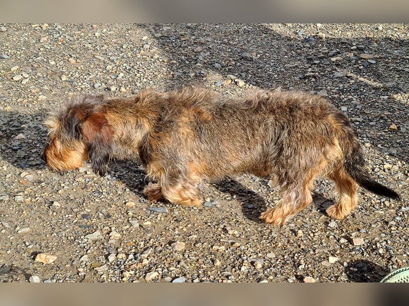 Zauberhafte BRISA-liebes Dackelmädchen sucht ihr liebevolles Zuhause