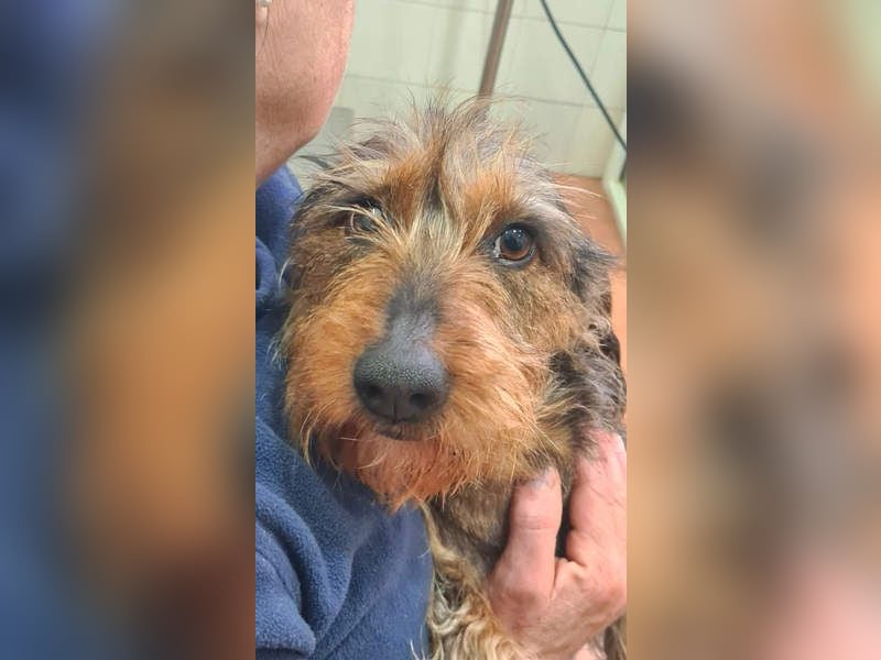 Zauberhafte BRISA-liebes Dackelmädchen sucht ihr liebevolles Zuhause