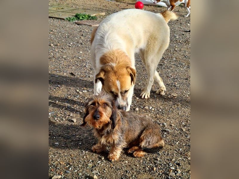 Zauberhafte BRISA-liebes Dackelmädchen sucht ihr liebevolles Zuhause