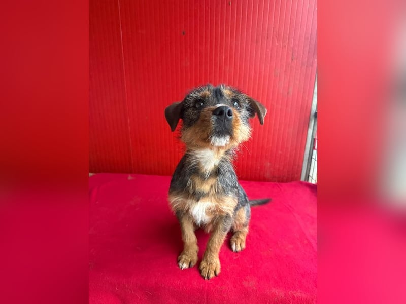 Gini, Rauhaardackel-Mix, Hündin, geb. am 01.01.2024, 30 cm, 7,5 kg