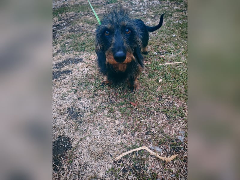 Poldi, Rauhaardackel, Rüde, 4 Jahre, ca. 30 cm