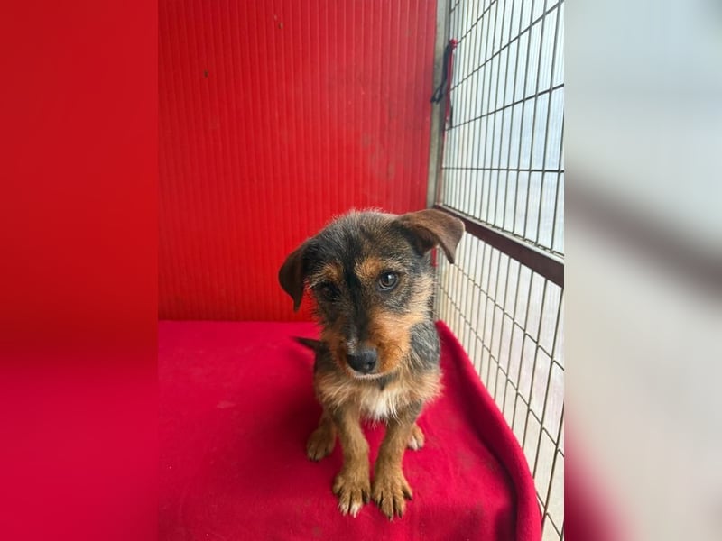 Gini, Rauhaardackel-Mix, Hündin, geb. am 01.01.2024, 30 cm, 7,5 kg