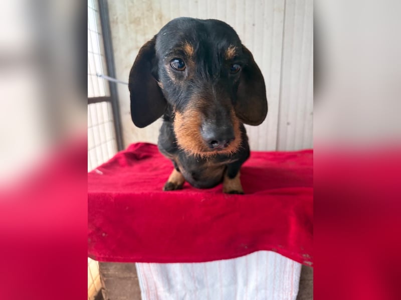 Franzl, Rauhaardackel, Rüde, geb. am 24.04.2022, 30 cm, 8,8 kg