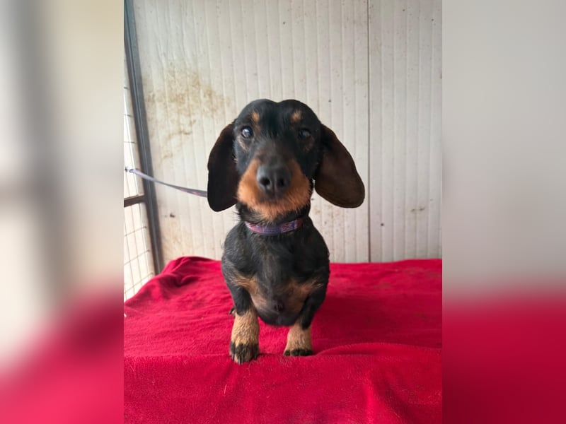 Franzl, Rauhaardackel, Rüde, geb. am 24.04.2022, 30 cm, 8,8 kg