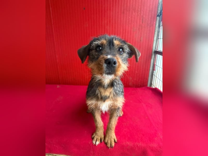 Gini, Rauhaardackel-Mix, Hündin, geb. am 01.01.2024, 30 cm, 7,5 kg