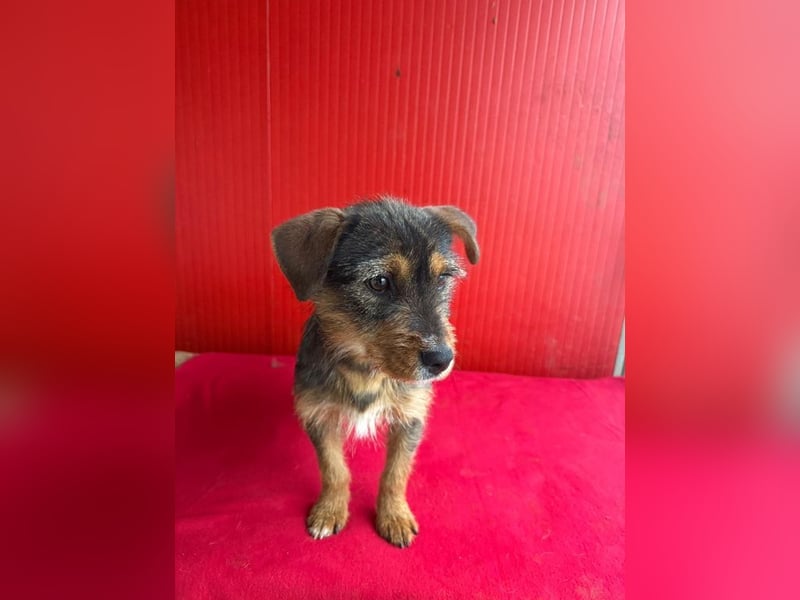 Gini, Rauhaardackel-Mix, Hündin, geb. am 01.01.2024, 30 cm, 7,5 kg