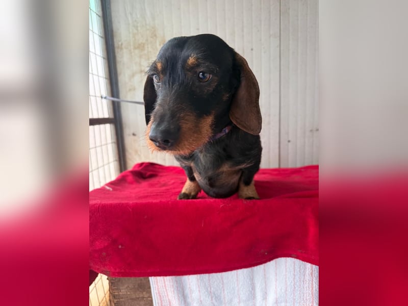 Franzl, Rauhaardackel, Rüde, geb. am 24.04.2022, 30 cm, 8,8 kg