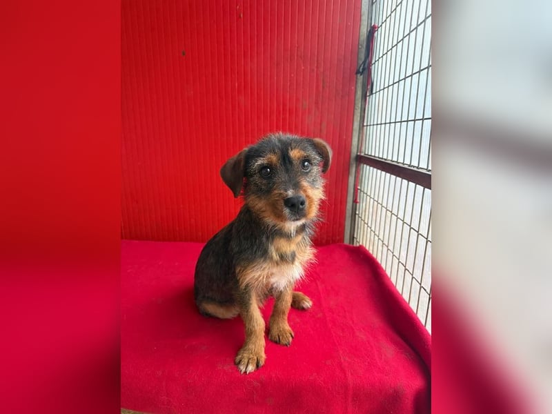 Gini, Rauhaardackel-Mix, Hündin, geb. am 01.01.2024, 30 cm, 7,5 kg
