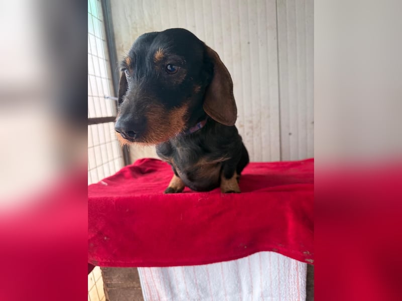 Franzl, Rauhaardackel, Rüde, geb. am 24.04.2022, 30 cm, 8,8 kg