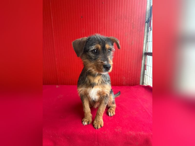 Gini, Rauhaardackel-Mix, Hündin, geb. am 01.01.2024, 30 cm, 7,5 kg