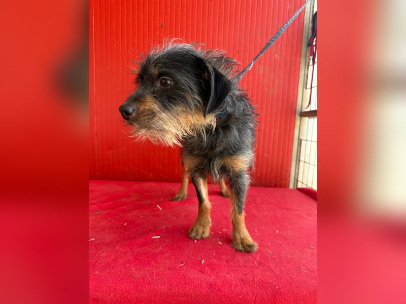 Manni, Rauhaardackel-Mix, Rüde, geb. am 15.11.2024, ca. 38 cm