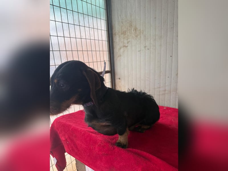 Franzl, Rauhaardackel, Rüde, geb. am 24.04.2022, 30 cm, 8,8 kg