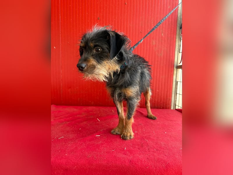 Manni, Rauhaardackel-Mix, Rüde, geb. am 15.11.2024, ca. 38 cm