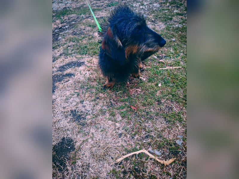 Poldi, Rauhaardackel, Rüde, 4 Jahre, ca. 30 cm