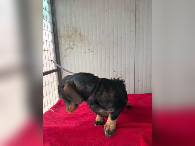 Franzl, Rauhaardackel, Rüde, geb. am 24.04.2022, 30 cm, 8,8 kg