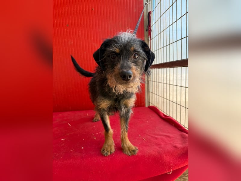 Manni, Rauhaardackel-Mix, Rüde, geb. am 15.11.2024, ca. 38 cm