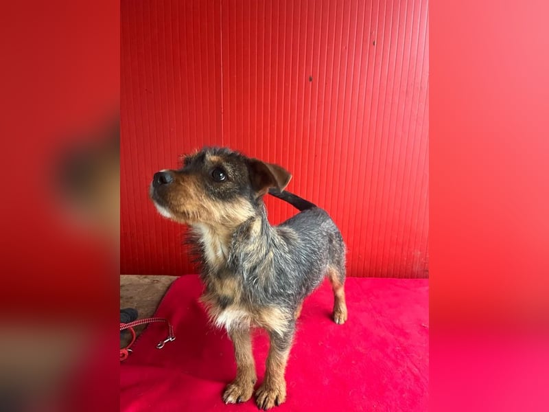 Gini, Rauhaardackel-Mix, Hündin, geb. am 01.01.2024, 30 cm, 7,5 kg