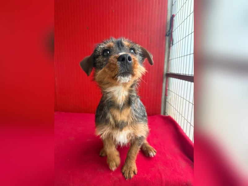 Gini, Rauhaardackel-Mix, Hündin, geb. am 01.01.2024, 30 cm, 7,5 kg