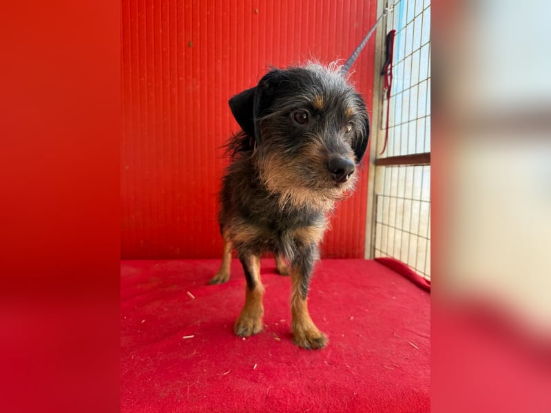 Manni, Rauhaardackel-Mix, Rüde, geb. am 15.11.2024, ca. 38 cm