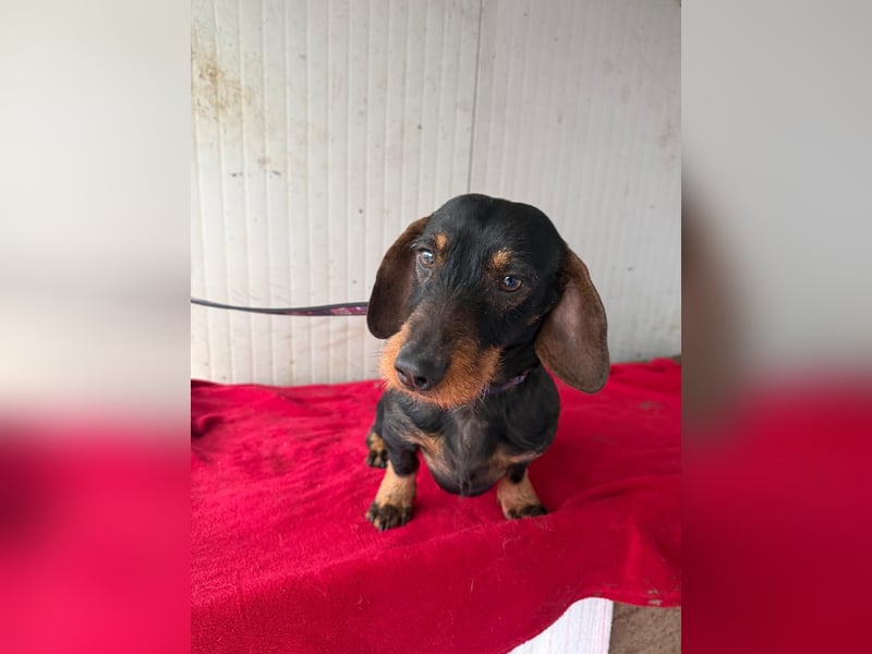 Franzl, Rauhaardackel, Rüde, geb. am 24.04.2022, 30 cm, 8,8 kg