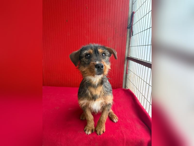 Gini, Rauhaardackel-Mix, Hündin, geb. am 01.01.2024, 30 cm, 7,5 kg