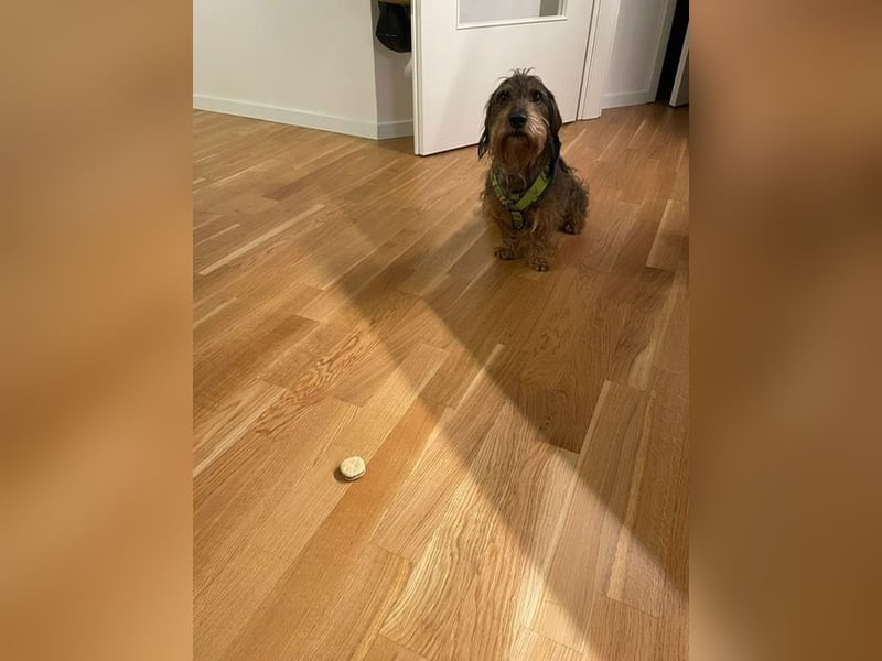 Dodo1 sucht Dackel Liebhaber