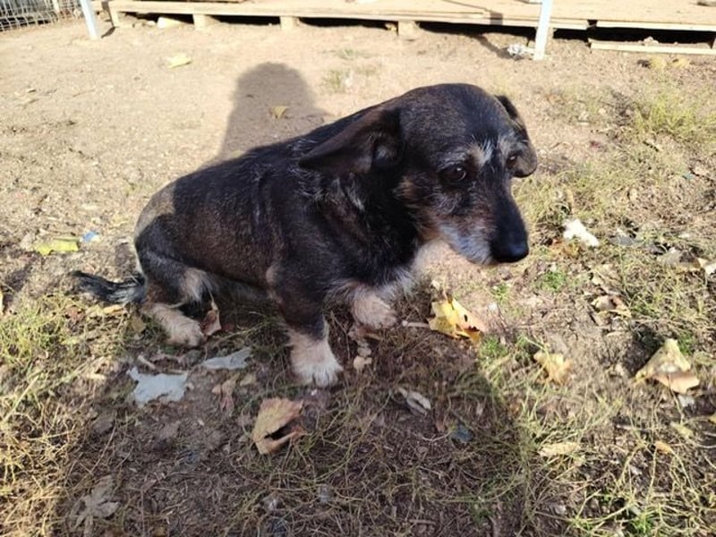 Tacsi hat sein Besitzer verloren