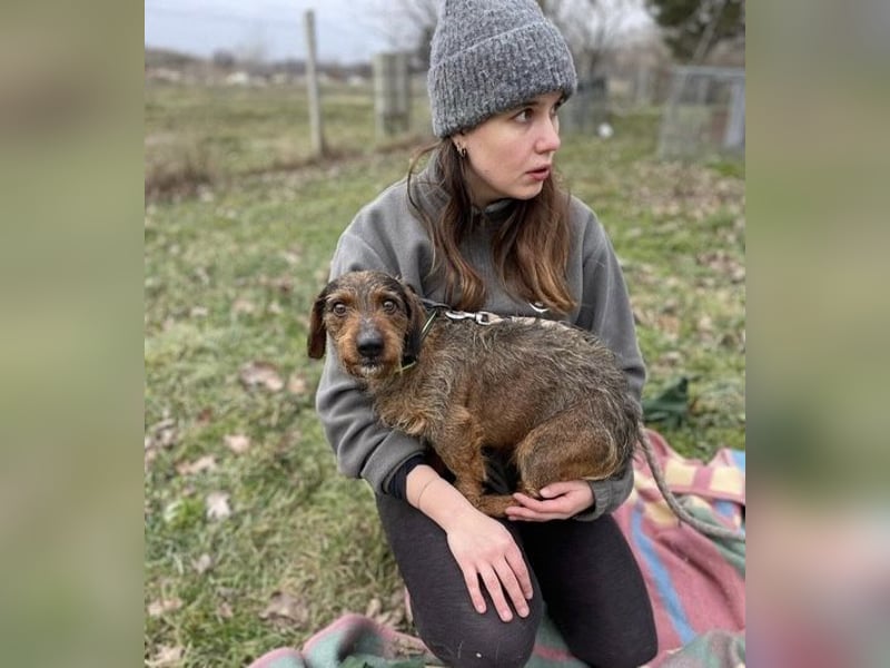 Dodo sucht Dackel Liebhaber