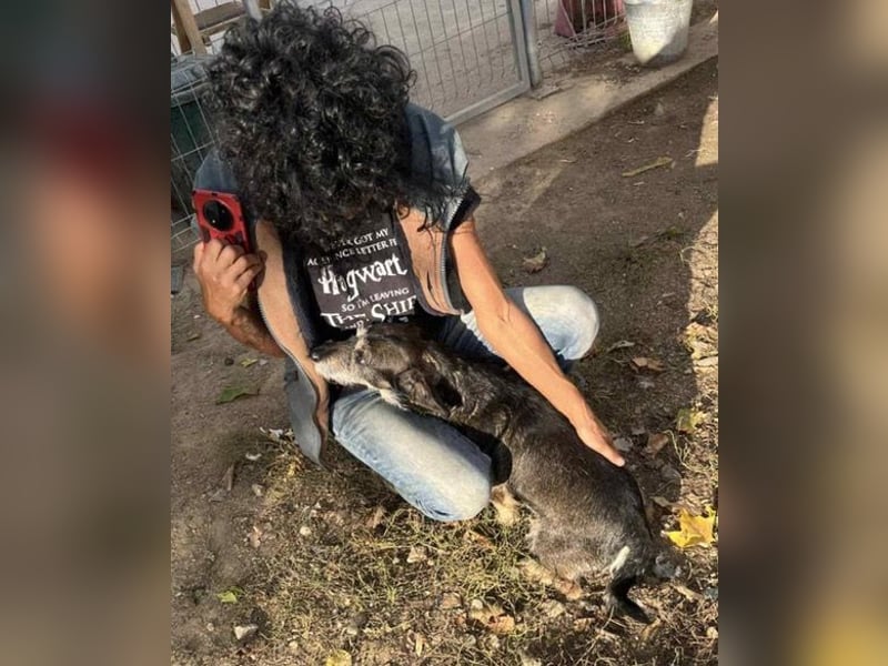 Tacsi hat sein Besitzer verloren