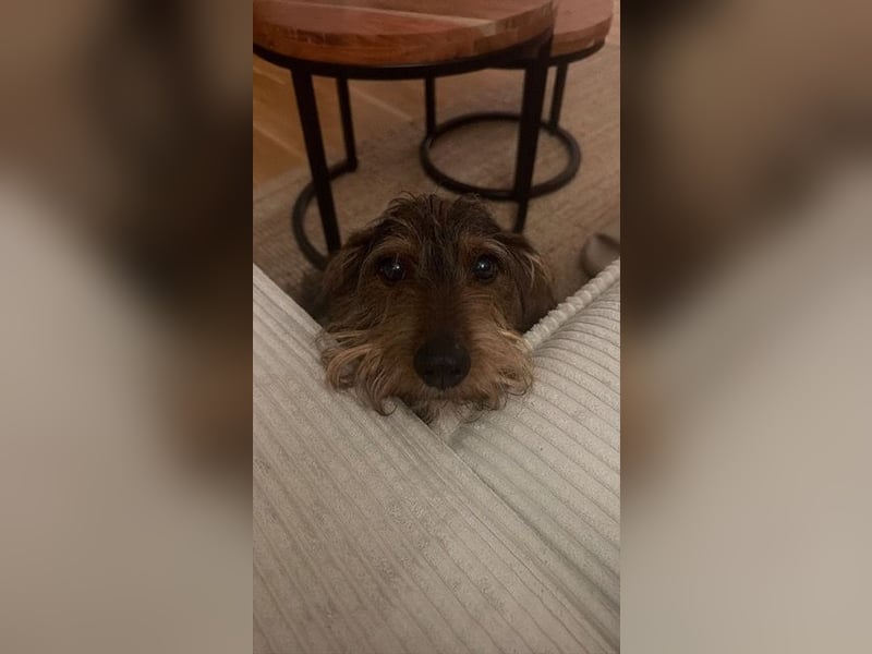 Dodo sucht Dackel Liebhaber