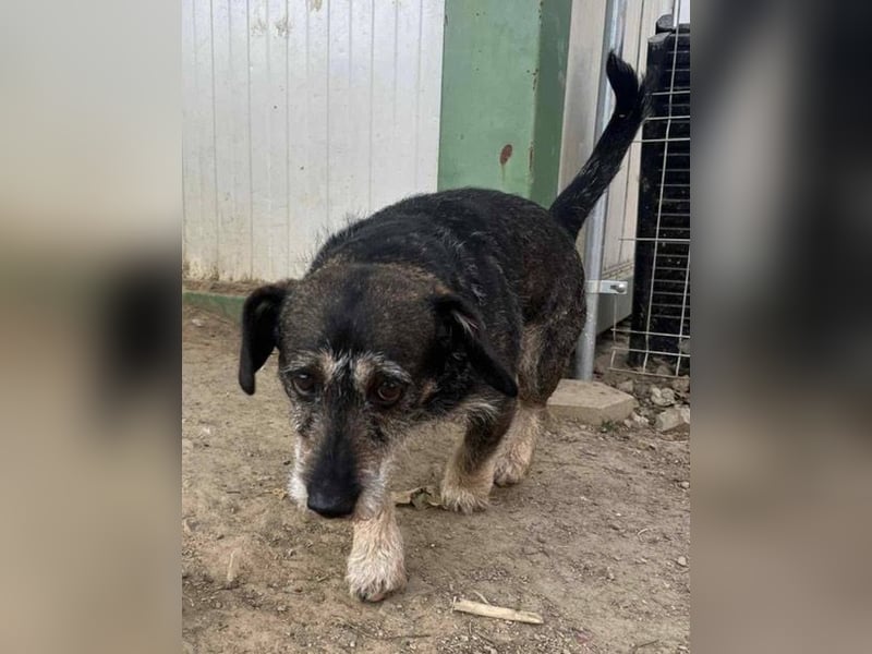 Tacsi hat sein Besitzer verloren