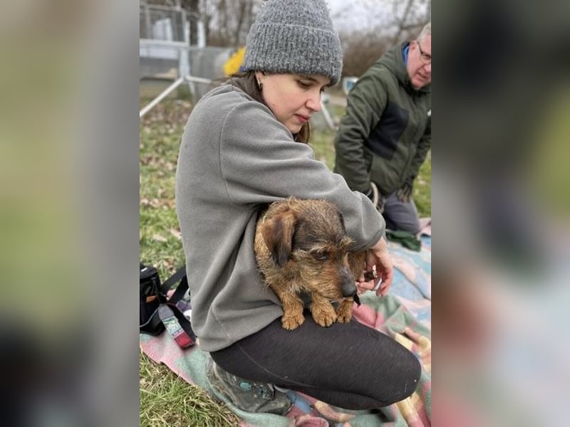 Dodo sucht Dackel Liebhaber