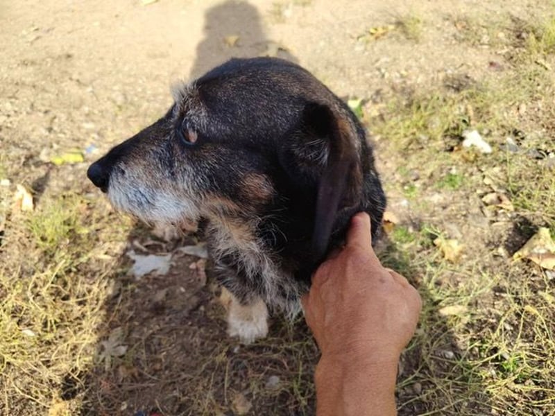 Tacsi hat sein Besitzer verloren